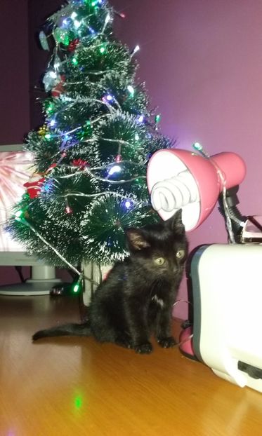  - AMIRA si fratii sai blanosi