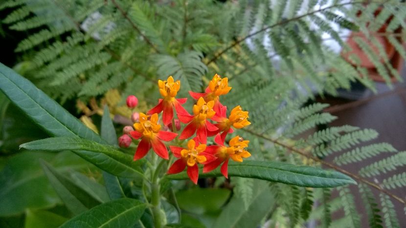 Asclepias currasavica - Colectie 2017