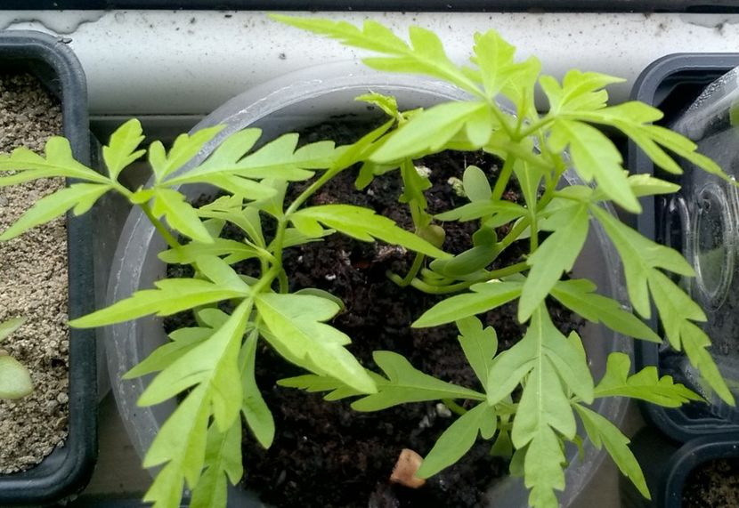 Melia azedarach - Din seminte