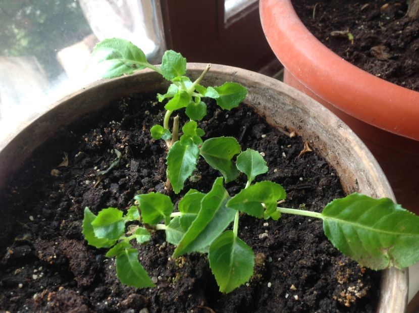 Grande Lorraine - Tăiere de igienizare fucsia