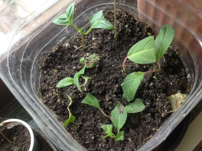  - Tăiere de igienizare fucsia