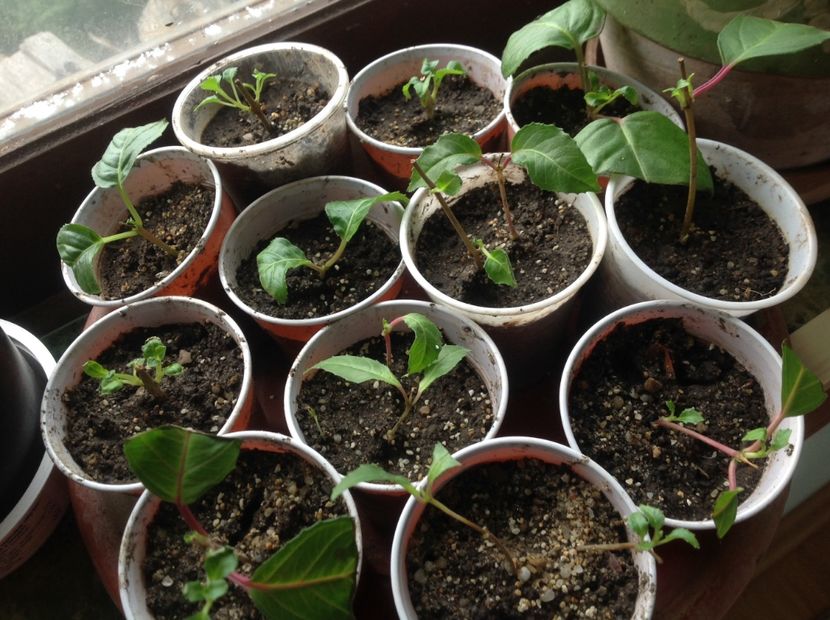  - Tăiere de igienizare fucsia