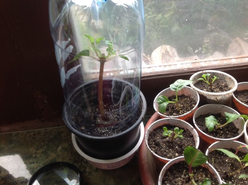  - Tăiere de igienizare fucsia