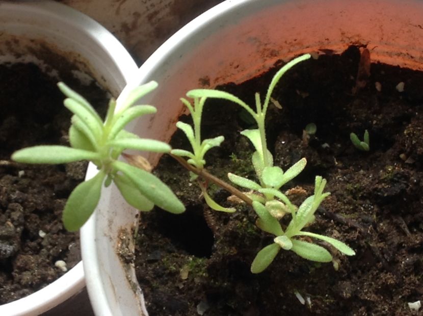  - Butasii de lavanda ciupiți