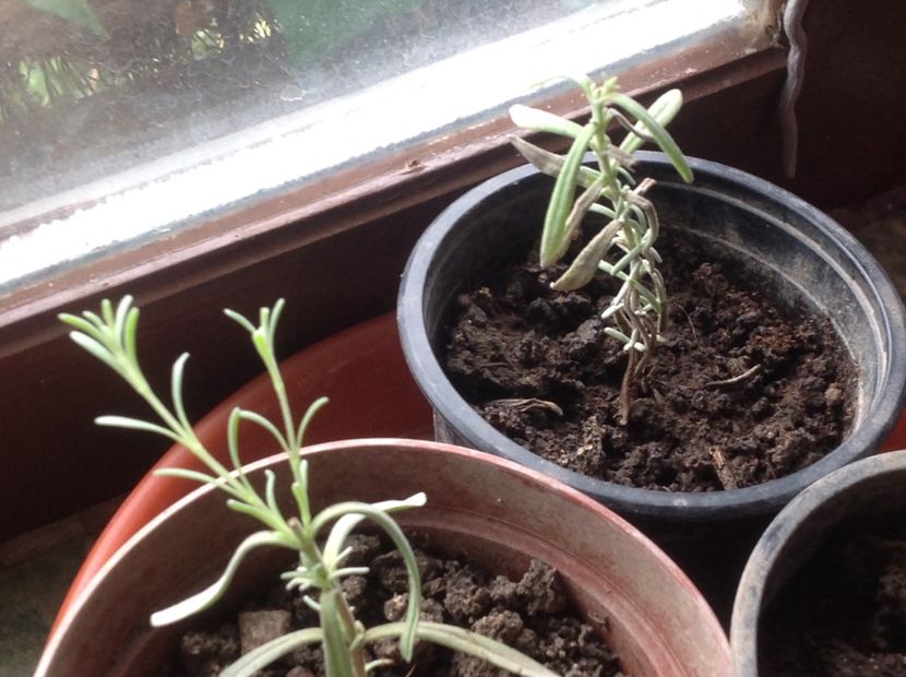  - Butasii de lavanda ciupiți