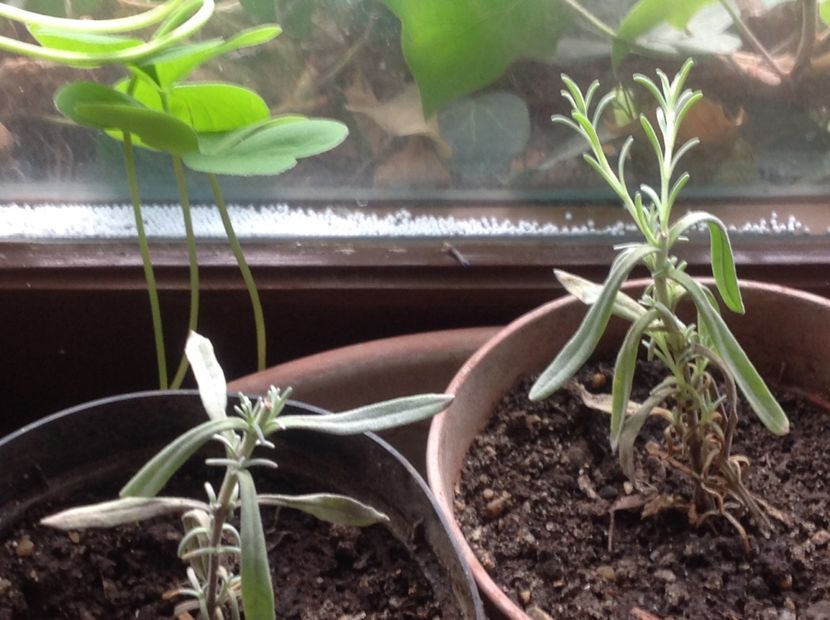  - Butasii de lavanda ciupiți