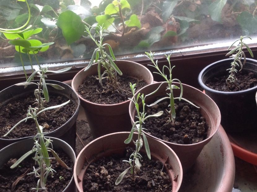  - Butasii de lavanda ciupiți