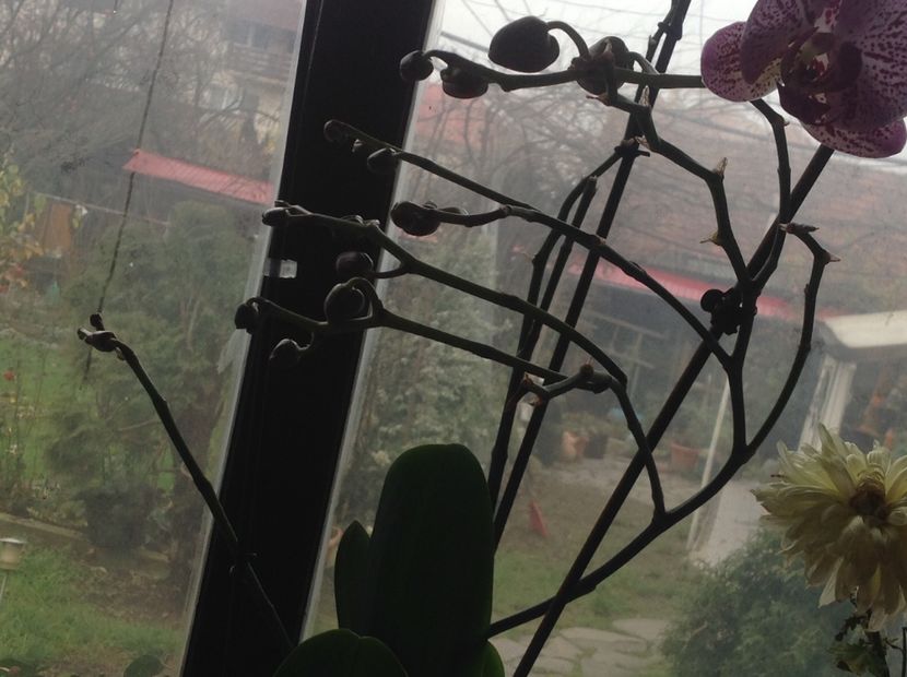  - Phalenopsis in oct