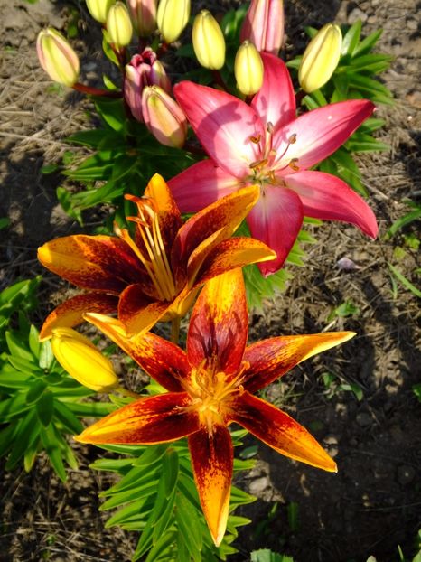 Crini Asiatici Pitici - 2017_06_Iunie