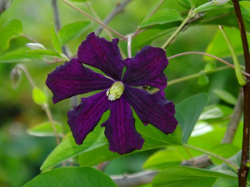 Clematita Lidl. Nu s-au confirmat niciuna. - 2017_06_Iunie