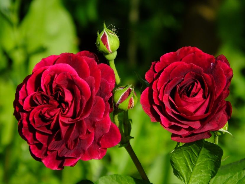 Tradescant - 2017_06_Iunie