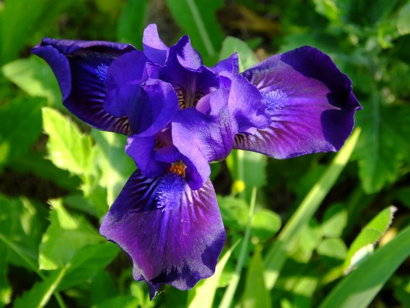 Un irisi pitic intarziat. A inflorit dupa ce toti cei inalti germanica si-au terminat sezonul. - 2017_06_Iunie