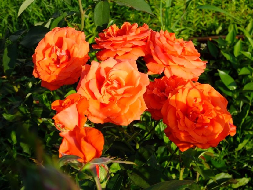 TH sau Grandiflora cu o culoare turbata precum cea a lui Summer Song. - 2017_06_Iunie