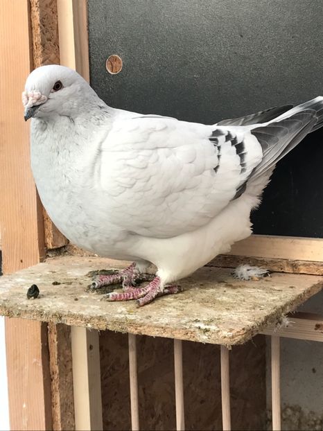Calypso F 2015 - 4 FEMELE 2019