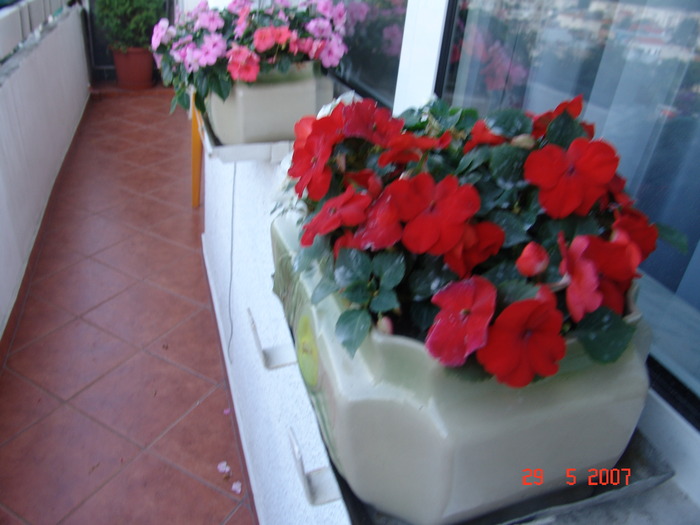 DSC08906 - muscate si impatiens