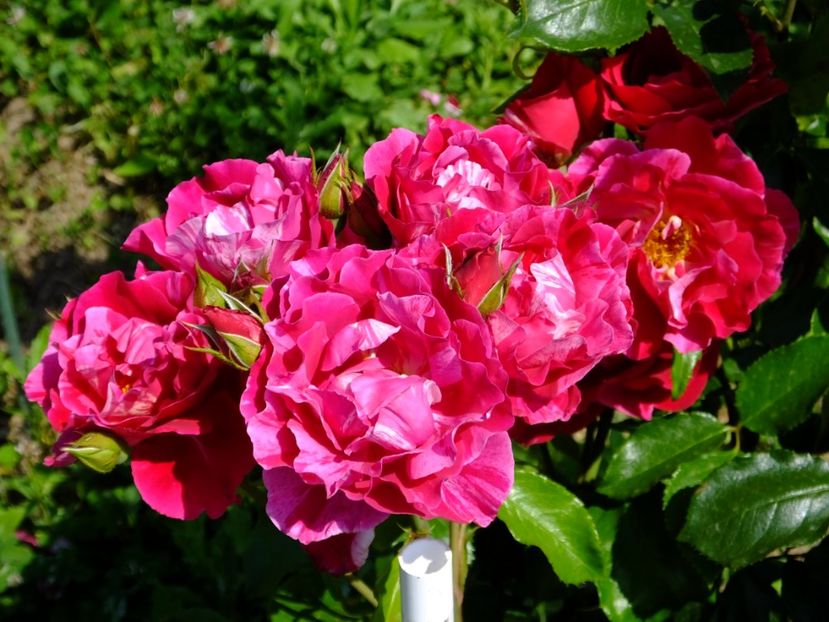 Guy Savoy - 2017_06_Iunie