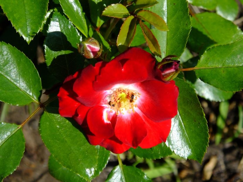 Patrick Poivre d' Arvoir - 2017_06_Iunie