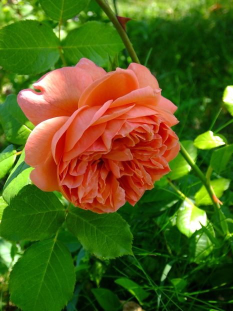 Summer Song - 2017_06_Iunie