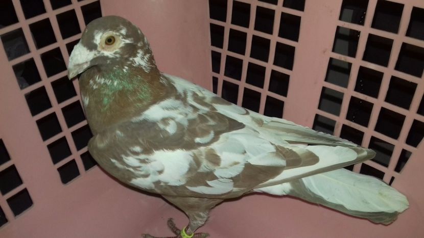 Masc.2017..H.. - V--MATCA- pt- 2018-2018-----2018---