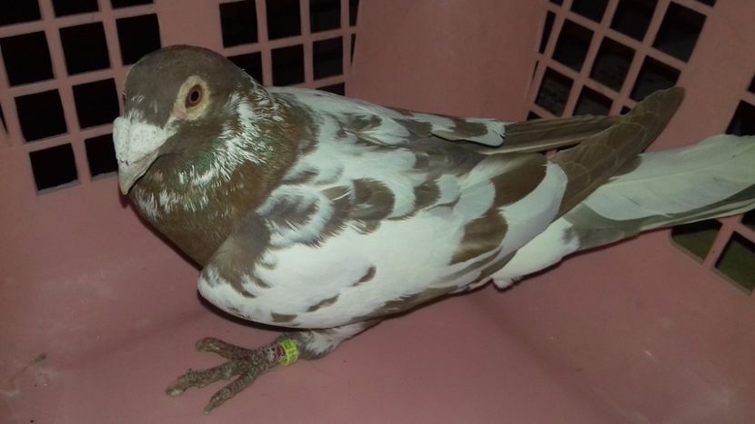 Fem..2017..H.. - V--MATCA- pt- 2018-2018-----2018---