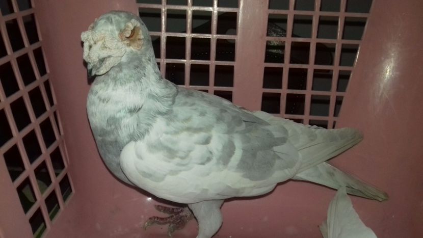 Masc..2012..H.. - V--MATCA- pt- 2018-2018-----2018---