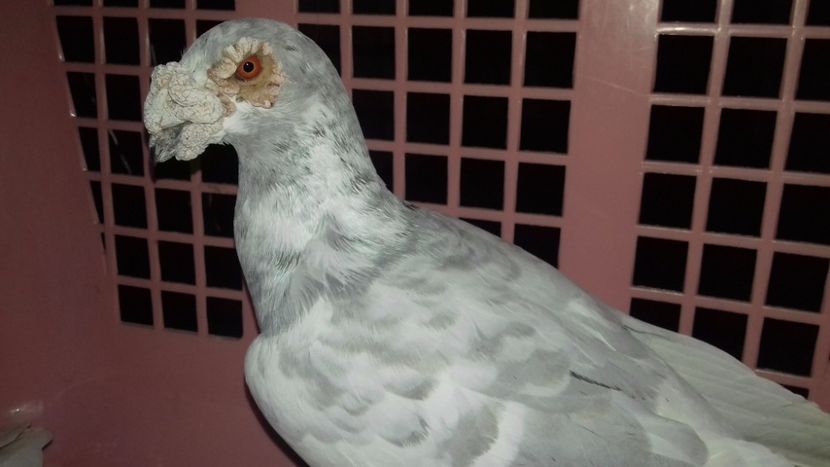  - V--MATCA- pt- 2018-2018-----2018---