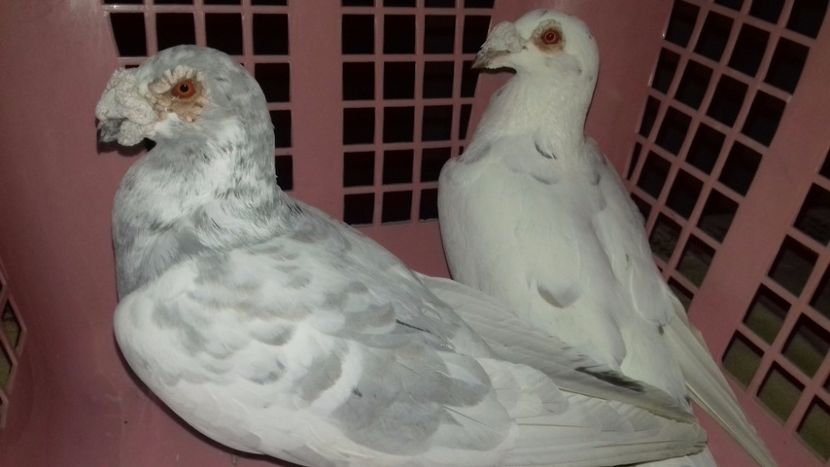 Per..H.. - V--MATCA- pt- 2018-2018-----2018---