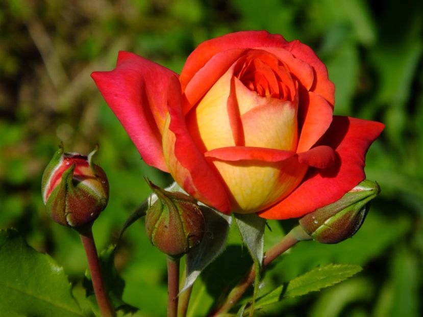 Midsummer - 2017_06_Iunie