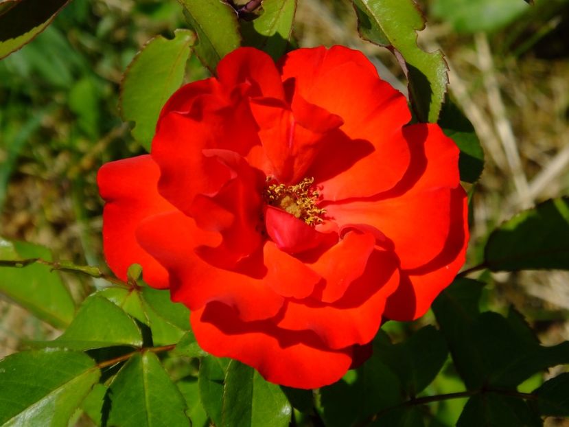 Foc de Tabara - 2017_06_Iunie