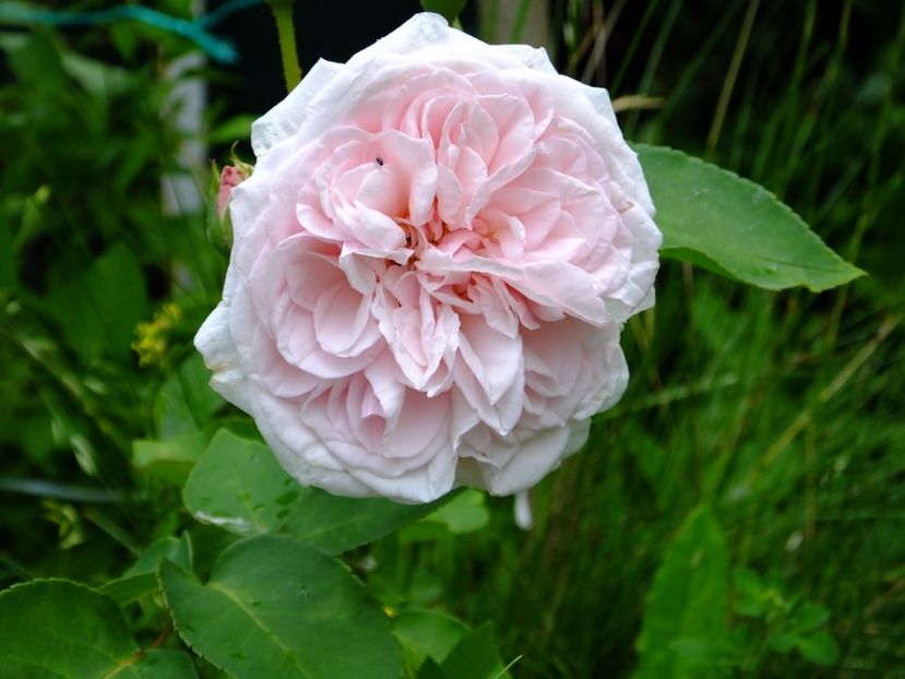 Souv Malmaison - 2017_06_Iunie