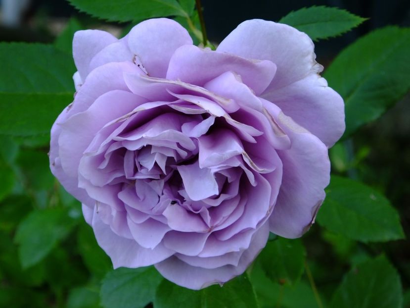 Novalis - 2017_06_Iunie