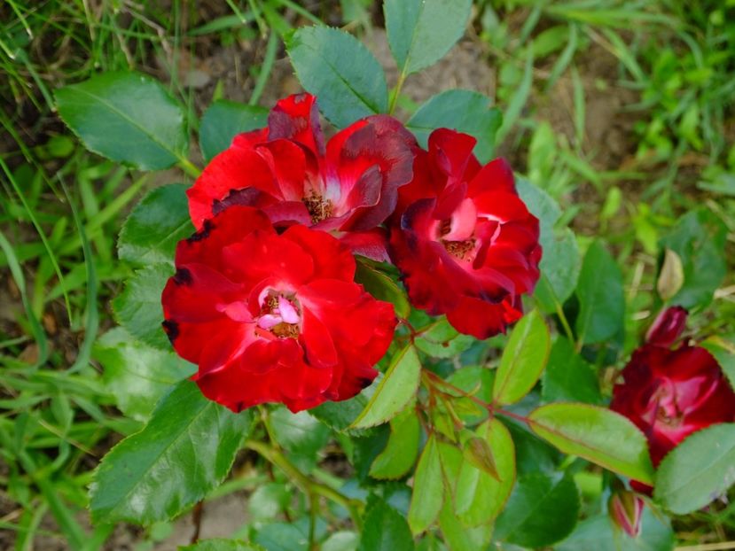 Patrick Poivre d'Arvoir - 2017_06_Iunie