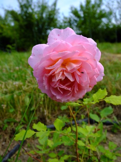 Jubilee Celebration - 2017_06_Iunie