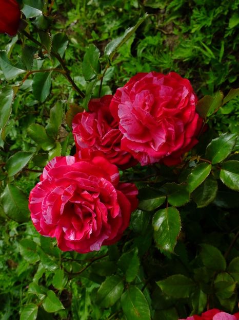 Broceliande - 2017_06_Iunie