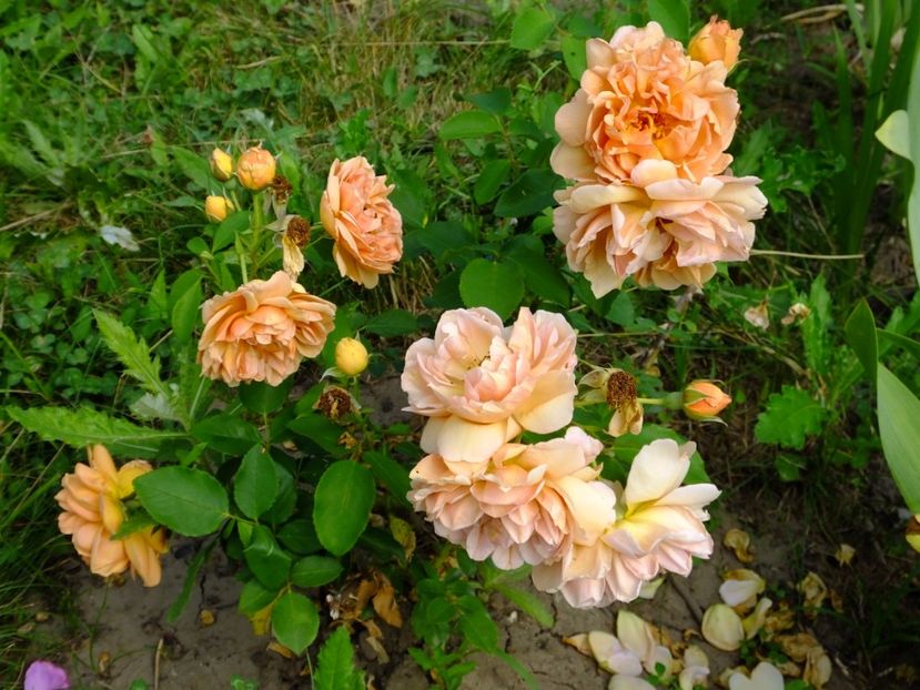 Caffe - 2017_06_Iunie