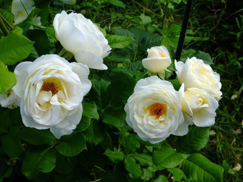 Uetersen Kletterose - 2017_06_Iunie