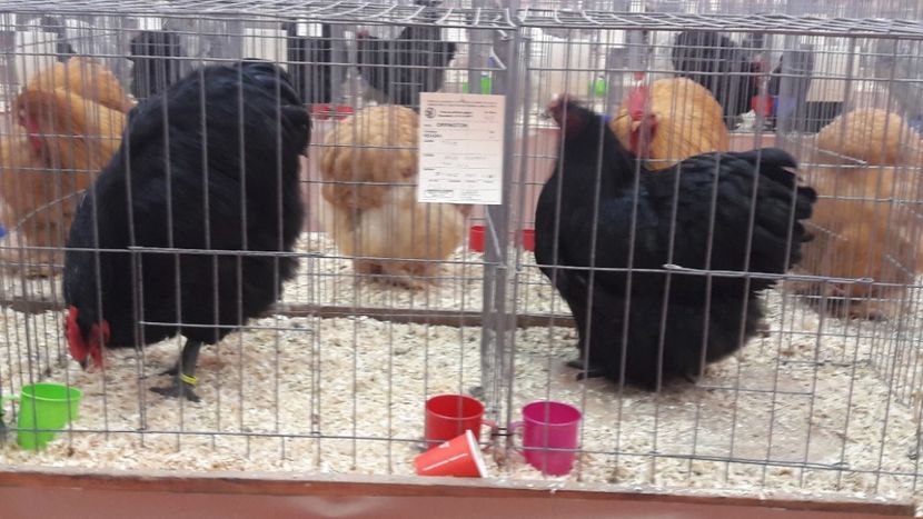  - Expozitia nationala 2017