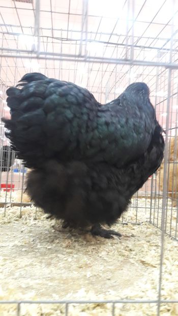  - Expozitia nationala 2017