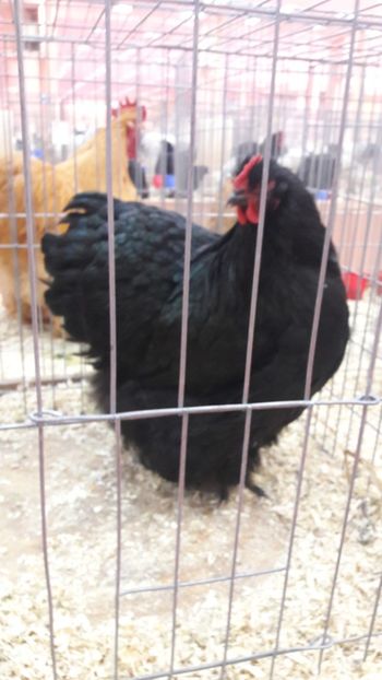  - Expozitia nationala 2017