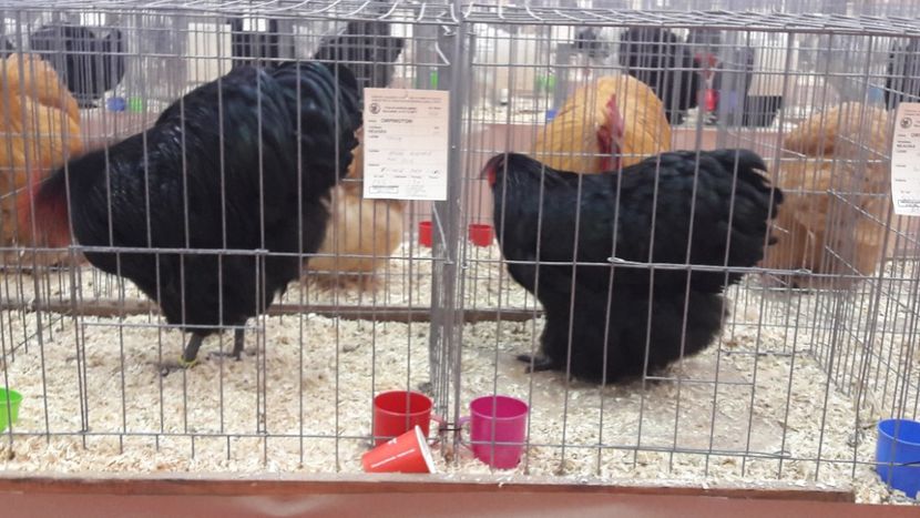  - Expozitia nationala 2017