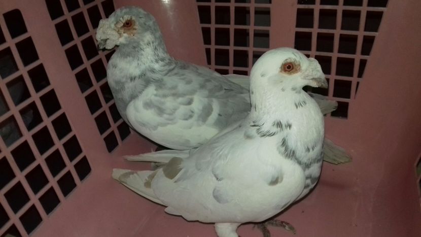  - V-Noi achizitii 2017-2017