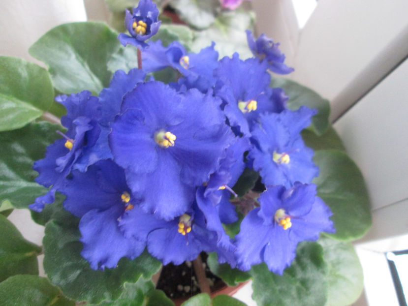  - NEFITOASE - doar - frumoase