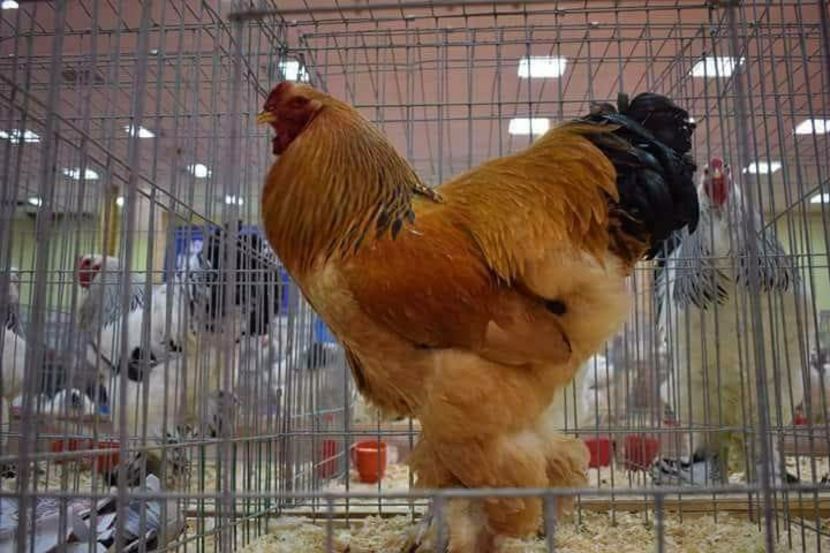 received_502513286797198 - Rezultatele mele -Expo-nationala Bucuresti 2017