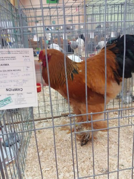 received_502513343463859 - Rezultatele mele -Expo-nationala Bucuresti 2017