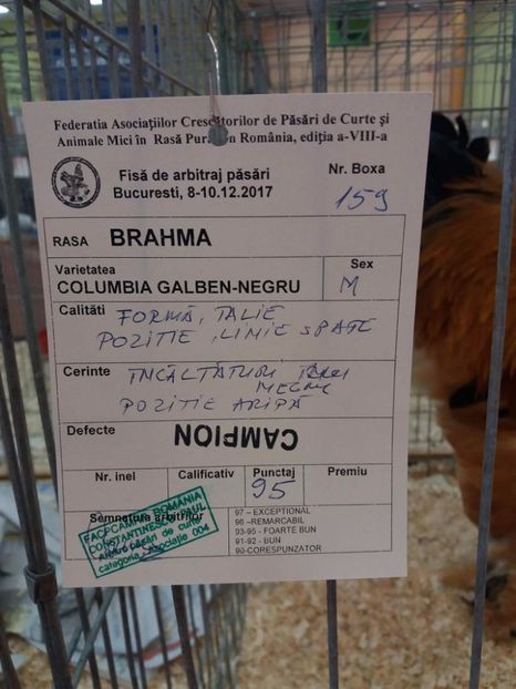 received_502513270130533 - Rezultatele mele -Expo-nationala Bucuresti 2017