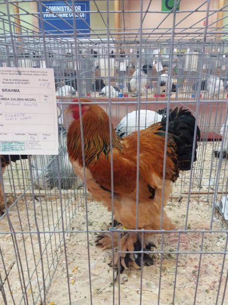 received_502513316797195 - Rezultatele mele -Expo-nationala Bucuresti 2017