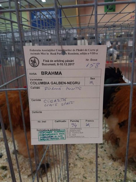 received_502513333463860 - Rezultatele mele -Expo-nationala Bucuresti 2017