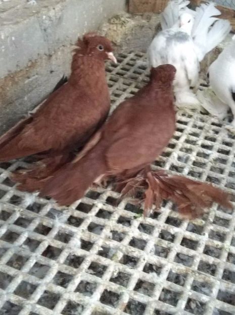 微信图片_20171208144604 - de vanzare