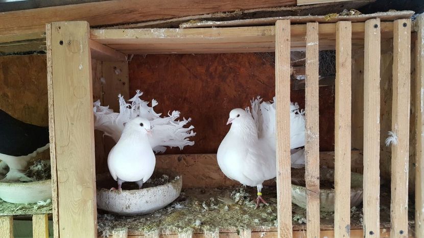 IMG-20170121-WA0007 - voltati albi linie veche