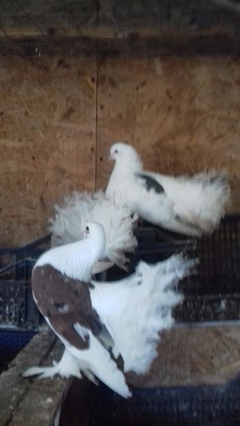  - DE VÂNZARE DEC 2017